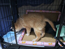 腆宠狗笼狗窝狗笼子大型犬中小型犬带厕所加粗方管家用宠物笼子围栏 实拍图