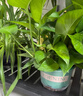 京东绿植绿萝盆栽除甲醛花卉绿植办公室新房净化空气120菱型10盆源头直 实拍图