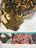 DK探索百科 生命 植物王国+斑斓昆虫+哺乳动物+人体秘密 中小学生课外书 青少年暑期推荐读物 实拍图