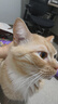 好主人（CARE）金装好主人猫粮无谷猫粮全价成猫通用80%含肉量10kg【宠物金选】 实拍图