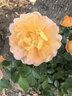 鲁花 【保真花生油】食用油 5S 物理压榨 高油酸花生油750ml 实拍图