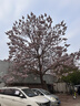 漫生活花托移动花盆托盘花盆托底盘外径520mm万向轮底盘带轮托8轮特大号 实拍图