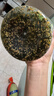 良品铺子高钙DHA藻油海苔拌饭碎250g儿童零食无添加芝麻紫菜碎宝宝拌饭 实拍图