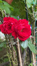 行湘爬藤月季花卉绿植盆栽阳台花园地栽 红色龙沙1.6米左右 源头直发 实拍图