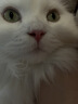 皇家成猫猫粮 营养均衡 F32 通用粮 1-7岁 15KG 实拍图