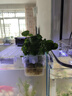 铜钱草水培植物大叶水栽鱼缸水养绿植金钱草小水草客厅室内外花卉 铜钱草盆栽（3盆） 实拍图