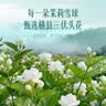 贡苑12A茉莉花苞雪球40g【去梗更清甜】横县原产茉莉花茶干花蕾泡水喝 实拍图