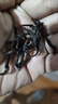 茗山生态茶乌龙茶 福建大红袍  茶叶100g礼盒简装 茶叶自己喝 实拍图