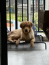 伯纳天纯狗粮中大型犬全价成年犬粮17kg羊肉蔓越莓味囤货装 实拍图
