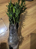花行榜驱蚊竹柏水培驱蚊植物盆栽办公室桌面花卉水养办公室绿植源头直发 实拍图
