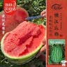寿禾懒汉西瓜种子苗特大瓜阳台盆栽种水果籽 潍常懒汉王西瓜种子60粒 实拍图
