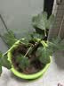 美乐棵 通用营养土养花花肥种植土花土肥料种菜土盆栽绿植专用土壤8L 实拍图