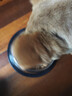HELLOJOY猫碗不锈钢狗狗猫咪食盆猫咪宠物用品水粮碗防滑打不翻狗盆狗碗 实拍图