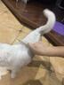 它它台湾TAA它它彩色宠物美容师排梳FA19宠物狗狗猫咪精修铝柄梳子 入门款19cm-金色 实拍图