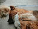 GERTHRON德国宠物梳毛器猫咪狗狗除毛开结排梳针梳长毛全身去浮毛专用梳子 开结刮毛-19齿双面开结【秋季掉毛必备】 双面双用 无痛去结 结实耐用 实拍图