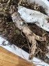 福东海长白山新鲜人参250g（约10-11支）采挖参泡酒药材东北特产送长辈 实拍图