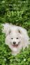 麦富迪狗粮 藻趣儿狗粮成犬粮牛肉螺旋藻 均衡营养15kg/30斤 实拍图