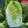 京地达山东精品大白菜 净重4.5斤 1-2颗 时令蔬菜 源头直发包邮 实拍图