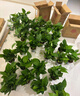 京东绿植绿萝盆栽除甲醛花卉绿植办公室新房净化空气120菱型10盆源头直 实拍图