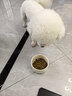伯纳天纯狗粮经典 比熊小型成犬粮天然粮 经典系列宠物主粮博美1.5kg/3斤 实拍图
