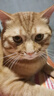 皇家室内成猫粮 I27 通用粮 12月以上 2KG 实拍图