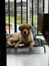 伯纳天纯狗粮中大型犬全价成年犬粮17kg羊肉蔓越莓味囤货装 实拍图