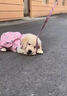 三条尾巴纯种金毛幼犬赛级家养宠物狗活体金毛犬成年犬成年大型金毛健康 黄色/金色 2026-08-01 花花 宠物级 金毛犬【视频选宠】 实拍图