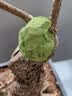 GERTHRON德国【冠军推荐】植物树木果树伤口愈合剂涂切口盆景果树苗木伤愈 专业植物树木伤口愈合剂 500g 1瓶 【热销爆款】促进树木伤口愈合 实拍图