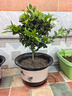 意轩 【带花苞】阳台室内盆栽花卉栀子花树苗大叶绿植四季开花枝子花 独杆栀子花4年苗【带花苞】 不含盆 实拍图