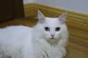 【京东快递】猫咪专用多效洗护沐浴抑菌消毒温和祛螨清洁护毛植萃 1瓶猫沐浴露随单赠小喷雾及浴花温和去污除螨抑菌护毛 实拍图