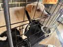 多尼斯（DOGNESS）狗狗牵引绳遛狗绳狗链子项圈幼小型犬泰迪贵宾比熊博美柯基 黑S 实拍图