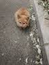 路斯冻干猫粮全价成猫幼猫粮双拼鸡肉冻干宠物猫咪天然粮 【鸡】冻干双拼猫粮2kg*5袋 实拍图