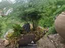 文竹小盆栽竹子新中式禅意茶室微景观室内办公室花卉绿植盆景植物 紫砂长舟文竹 实拍图