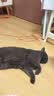 喵达纯鲜肉冻干鳕鱼鸡肉粒0添加猫零食猫咪增肥全期宠物食品150g 实拍图