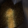 皇家幼猫猫粮 幼猫奶糕 K36 通用粮 4-12月 4.5KG 实拍图