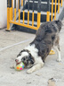 伯纳天纯狗粮中大型犬全价成年犬粮17kg羊肉蔓越莓味囤货装 实拍图