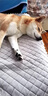麦富迪狗粮 无谷牛肉双拼狗粮成犬 小型犬中大型犬通用10kg/20斤 实拍图