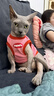 Orijen渴望猫粮 成猫幼猫粮 全价通用无谷原味鸡肉进口7.2kg效期27/4 实拍图