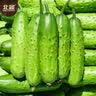 春蝶蔬菜种子四季播盆栽阳台庭院黄瓜豆角番茄甜瓜易种籽孑大全 长绿苦瓜【1包约10粒】 一包(试种贵在快递费) 实拍图