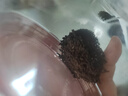 京东京造鲜来多 鸿运四大红茶500g金骏眉正山小种滇红祁门红茶叶礼盒送礼 实拍图