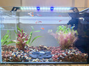 疯狂水草孔雀鱼活体水族宠物观赏鱼冷水耐活小型热带鱼淡水鱼苗 天空蓝 观赏鱼2对【4cm左右】 实拍图