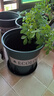 九千谷花盆加仑盆 园艺种植家用塑料花盆兰花盆带托盘24*24cm3个装5082 实拍图