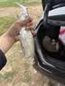 梦辉一发PRO缓沉颤沉仿生沉水铅笔钓翘嘴海鲈鳡鱼铅笔路亚饵 黑丝白条 21克（远投） 实拍图