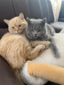 亿迪 冻干猫粮幼猫成猫10斤全价布偶蓝猫英短成年全阶段 实拍图