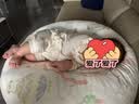 贝肽斯斜坡枕新生儿防吐奶溢奶神器0-1岁宝宝斜坡垫婴幼儿安抚枕 萌宠 实拍图