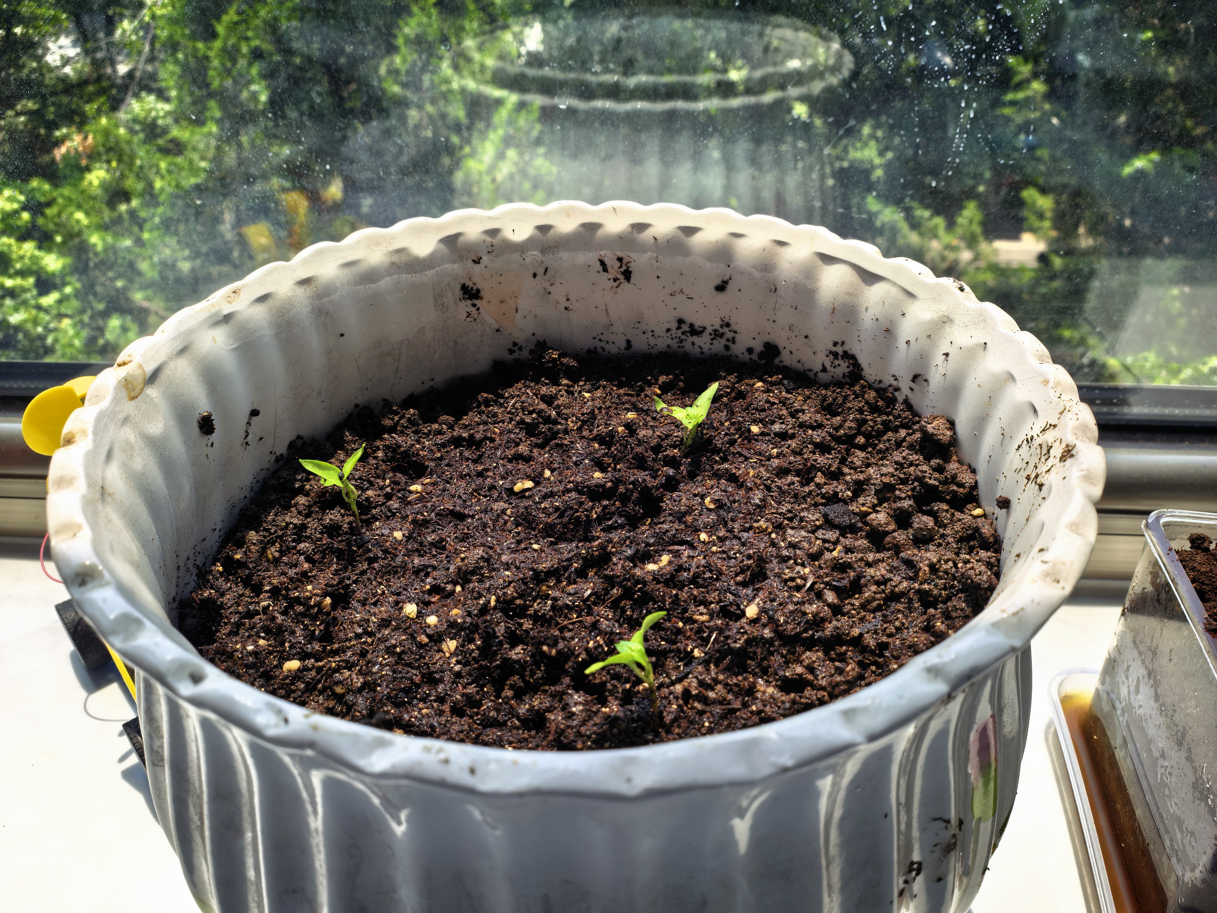 思威博营养土种菜土花土通用型有机种花养花土壤种植土泥土绿植盆栽泥炭 30斤有机通用营养土 实拍图