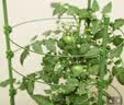 九千谷植物攀爬支架包钢管花盆爬藤花架蔷薇月季葡萄固定架子75cm4641 实拍图