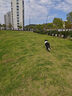 贝卫多狗狗体外驱虫药犬用长效打虫药外驱蜱虫跳蚤虱子疥螨蠕形螨 500mg【10-20kg】 1片*1盒 实拍图