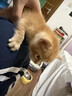 汪野君猫砂盆顶入半封闭猫厕防外溅幼猫成猫猫屎盆猫沙盆带猫砂铲中号 实拍图