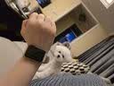 小米（MI）REDMI Watch 6典雅黑 国家补贴 澎湃OS 3 心率血氧监测 红米手表6 小米汽车 送男友送女友 实拍图